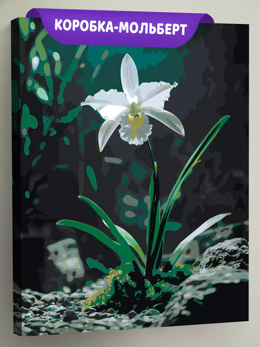 Картина по номерам Цветок белая тропическая орхидея