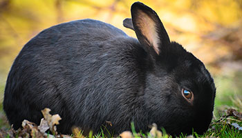 Новый год – время подарков: что подарить в год Черного Водяного Кролика?