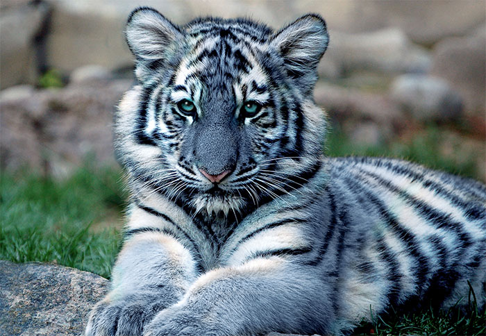 На фото изображено - Подарки и украшения на 2022 год Голубого Тигра, рис. Голубой тигр