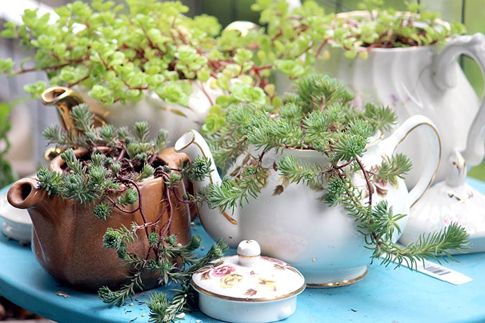 На фото изображено - Рукоделие на даче: простор для творчества и гармонии, рис. Растения в чайнике
