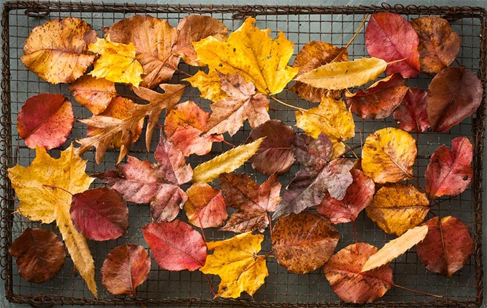 На фото изображено - Осенние аппликации: виды, техники, советы по сбору и сушке листьев, рис. Сушка листьев на воздухе