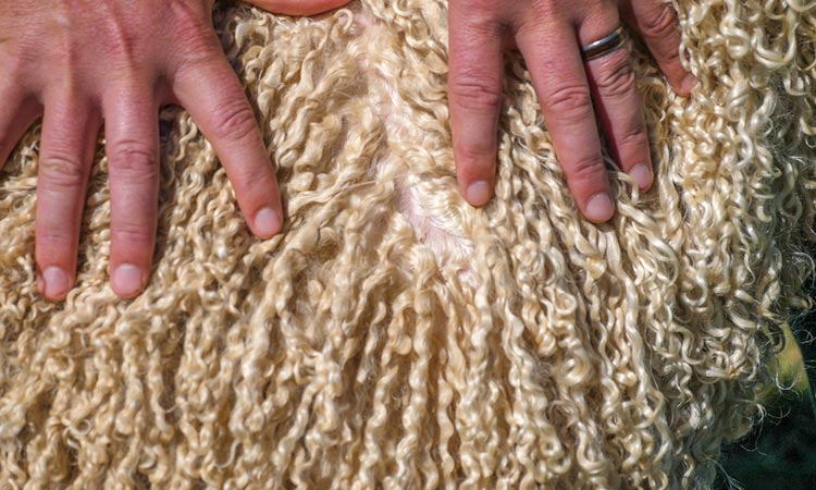 На фото изображено - Секреты и тонкости вязания из мохера, преимущества пряжи, рис. Шерсть ангорской козы