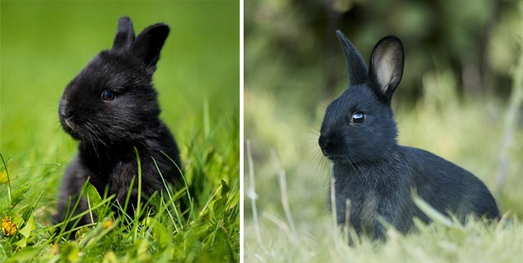 На фото изображено - Новый год – время подарков: что подарить в год Черного Водяного Кролика?, рис. Черные кролики