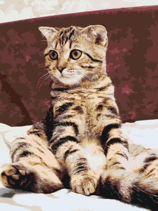 Картина по номерам «Котик»