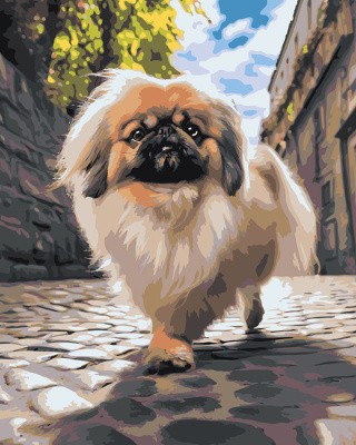 Картина по номерам «Собака Пекинес гуляет по городу 2»