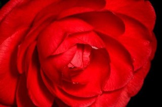 Алмазная вышивка «Красная роза» Алмазная вышивка «Красная роза»