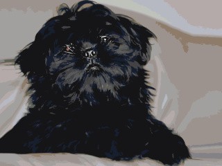 Картина по номерам «Черный пес»