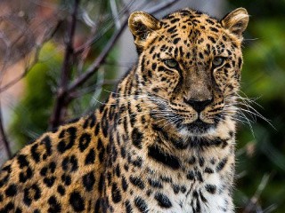 Алмазная вышивка «Хищный взгляд кошки» Алмазная вышивка «Хищный взгляд кошки»