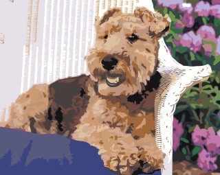 Картина по номерам Собака вельштерьер лежит в саду Картина по номерам Собака вельштерьер лежит в саду