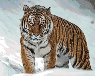 Картина по номерам «Зимний охотник» Картина по номерам «Зимний охотник»