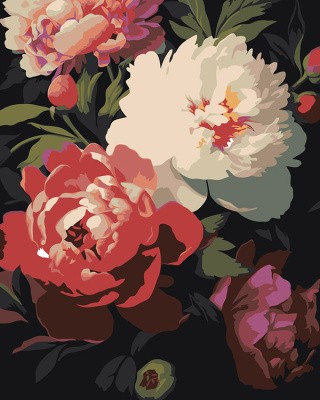 Картина по номерам «Цветы: Белые и розовые пионы»