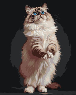 Картина по номерам Кошка Рэгдолл с голубыми глазами