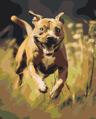 Картина по номерам «Собака Стаффорд (Стаффордширский терьер)»