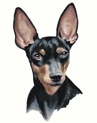 Картина по номерам «Собаки: Той терьер арт рисунок 40x50»