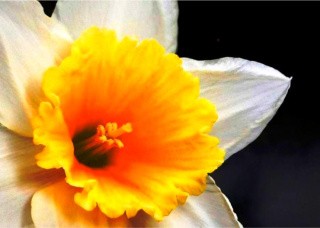 Алмазная вышивка «Белый нарцисс» Алмазная вышивка «Белый нарцисс»