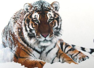 Алмазная вышивка «Тигр на снегу» Алмазная вышивка «Тигр на снегу»