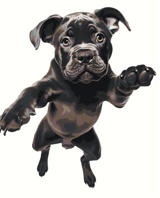 Картина по номерам «Собака Кане корсо щенок в прыжке»