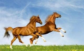 Алмазная вышивка «Кони» Алмазная вышивка «Кони»