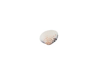 Ракушки декор Venus Clam, DRF-027, 0.75-1.5 дюйма, 20 шт., Zlatka/Blumentag