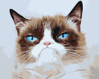 Картина по номерам «Мем: Grumpy cat / Грампи кэт, грустный кот»