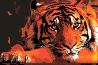 Картина по номерам «Отдых тигра»