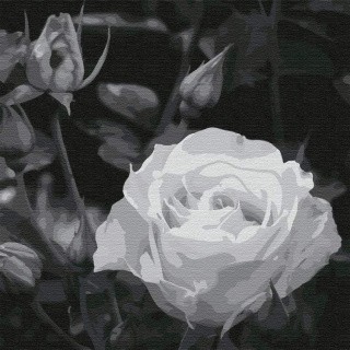 Картина по номерам «Белая роза»