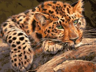 Картина по номерам «Леопард»