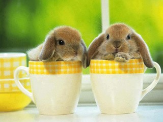 Алмазная вышивка «Кролики в чашках»