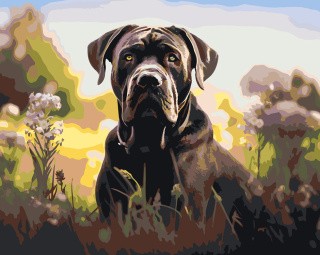 Картина по номерам «Собака Кане корсо на цветущем лугу»