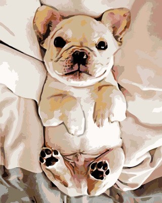 Картина по номерам «Милый щенок»