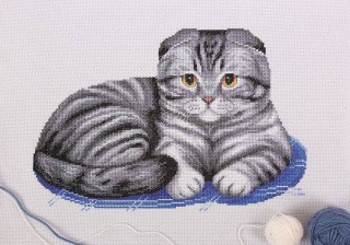 Набор для вышивания «Шотландский вислоухий кот» Набор для вышивания «Шотландский вислоухий кот»