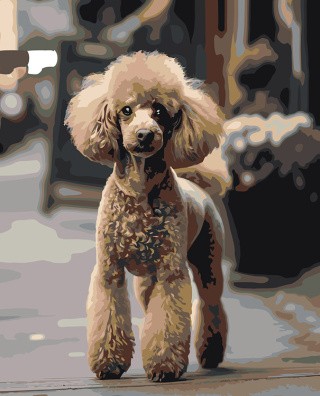 Картина по номерам «Собака пудель на улице 40х50»