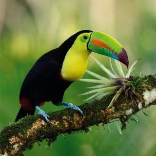 Алмазная вышивка «Тукан» Алмазная вышивка «Тукан»