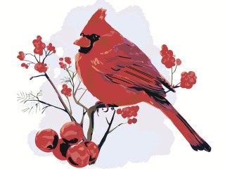Картина по номерам «Красный кардинал»