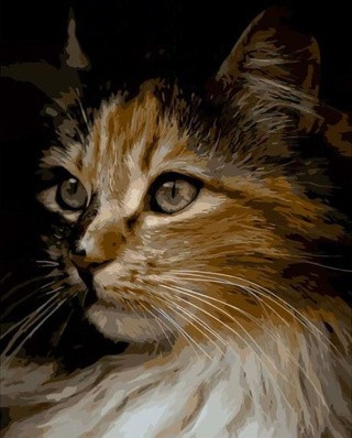 Картина по номерам «Кот в тени»
