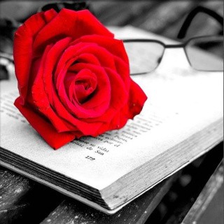 Алмазная вышивка «Роза и книга»