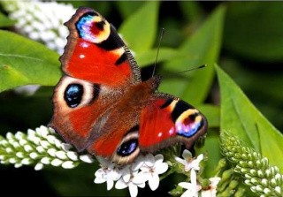 Алмазная вышивка «Яркая бабочка» Алмазная вышивка «Яркая бабочка»