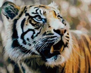 Картина по номерам «Удивленный тигр»