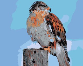 Картина по номерам «Королевский ястреб» Картина по номерам «Королевский ястреб»