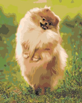 Картина по номерам «Собаки: Шпиц на зеленом лугу 40х50»