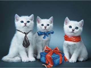 Набор вышивки бисером «Нарядные котята»