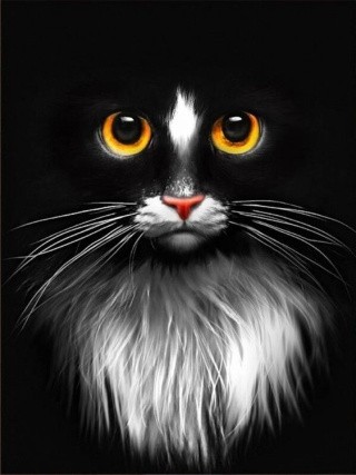 Алмазная вышивка «Черный кот»