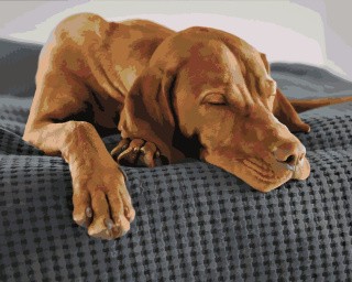 Картина по номерам «Полуденный сон» Картина по номерам «Полуденный сон»