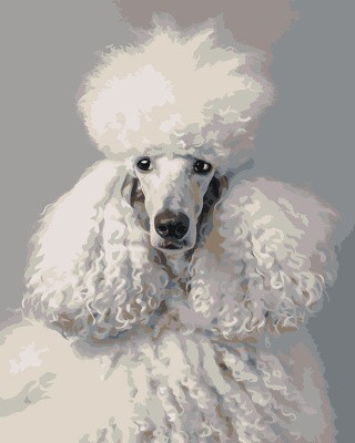 Картина по номерам «Собака пудель белая 40х50»