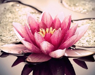 Алмазная вышивка «Лотос на воде» Алмазная вышивка «Лотос на воде»