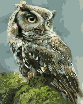 Картина по номерам «Сова на траве» Картина по номерам «Сова на траве»