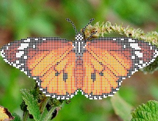 Рисунок на ткани для вышивания бисером «Данаида Хризипп» Рисунок на ткани для вышивания бисером «Данаида Хризипп»