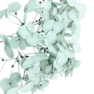 Стабилизированные цветы Гортензии (светло-зеленые)