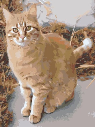 Картина по номерам «Рыжий кот» Картина по номерам «Рыжий кот»