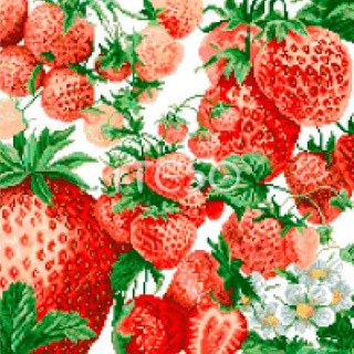 Алмазная вышивка «Спелая клубничка» Алмазная вышивка «Спелая клубничка»